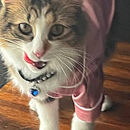 Sage joined the competition — help win amazing prizes! accessory, bell, cat, closeup, collar, cute, domestic_animal, feline, fur, indoor, muzzle, pajamas, paws, pet, pink_clothing, playful, portrait, tongue_out, whiskers, wooden_floor