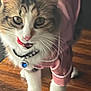 accessory, bell, cat, closeup, collar, cute, domestic_animal, feline, fur, indoor, muzzle, pajamas, paws, pet, pink_clothing, playful, portrait, tongue_out, whiskers, wooden_floor