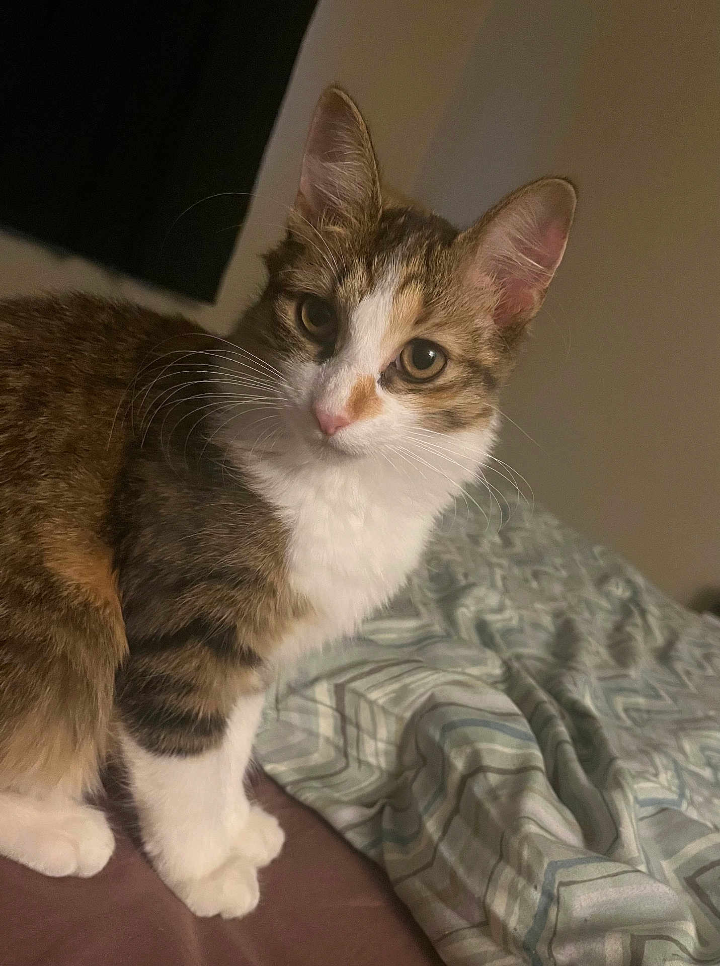 Sage is registered to the contest to win money with this photo: cat, tabby, white_paws, white_chest, bed, blanket, patterned_sheet, indoor, pet, feline, curious, whiskers, ears, eyes, fur, animal, domestic, cute, young_cat, looking