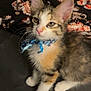 Sage is registered to the contest to win money with this photo: animal, bed, blanket, bow, cat, curious, cute, domestic, ears, feline, floral_pattern, fur, fuzzy, indoor, kitten, pet, sitting, soft, whiskers, young