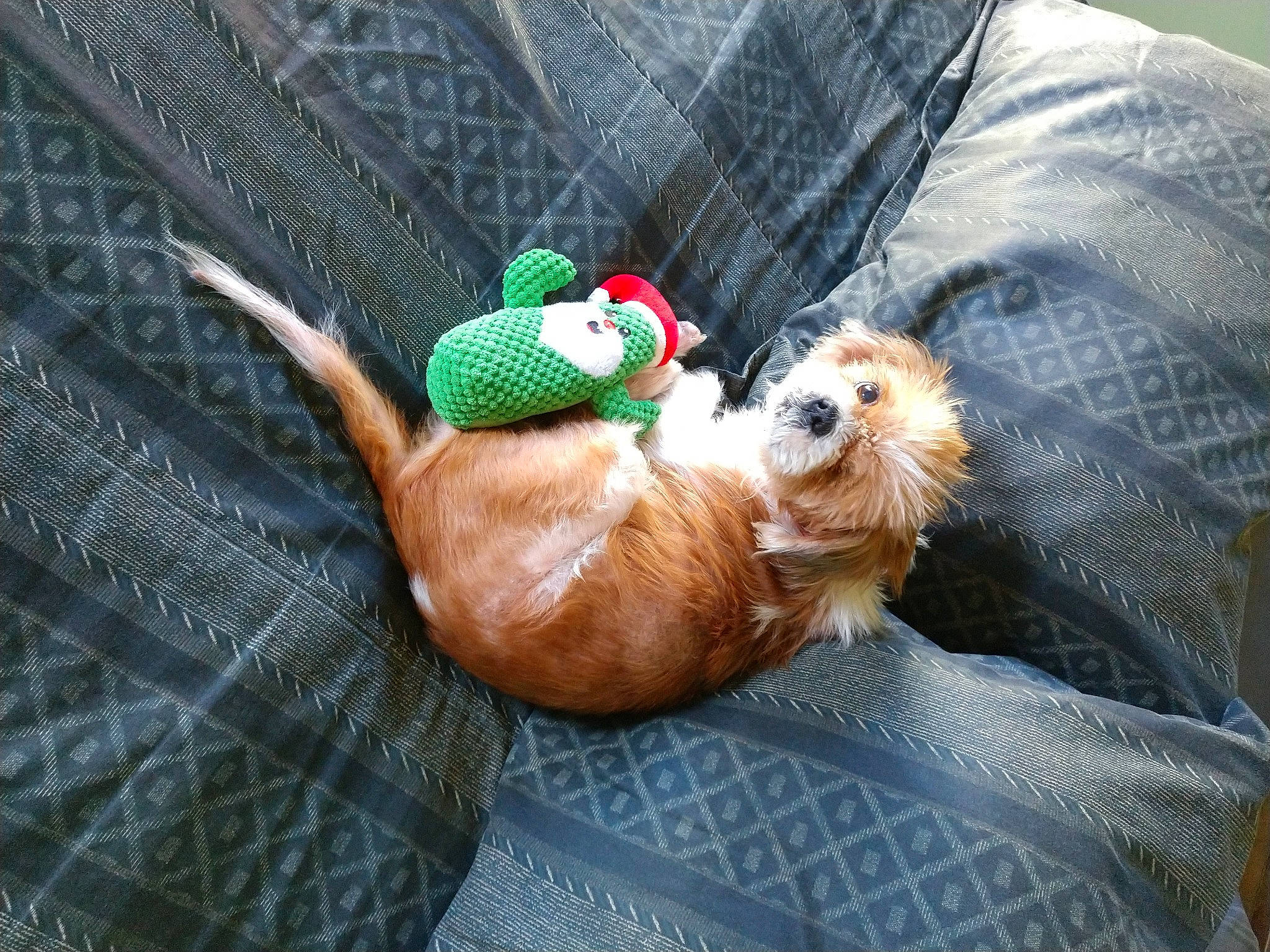 Precious joined the competition — help win amazing prizes! canidae, carnivore, companion_dog, dog, dog_breed, fawn, guinea_pig, lhasa_apso, mammal, shih_tzu