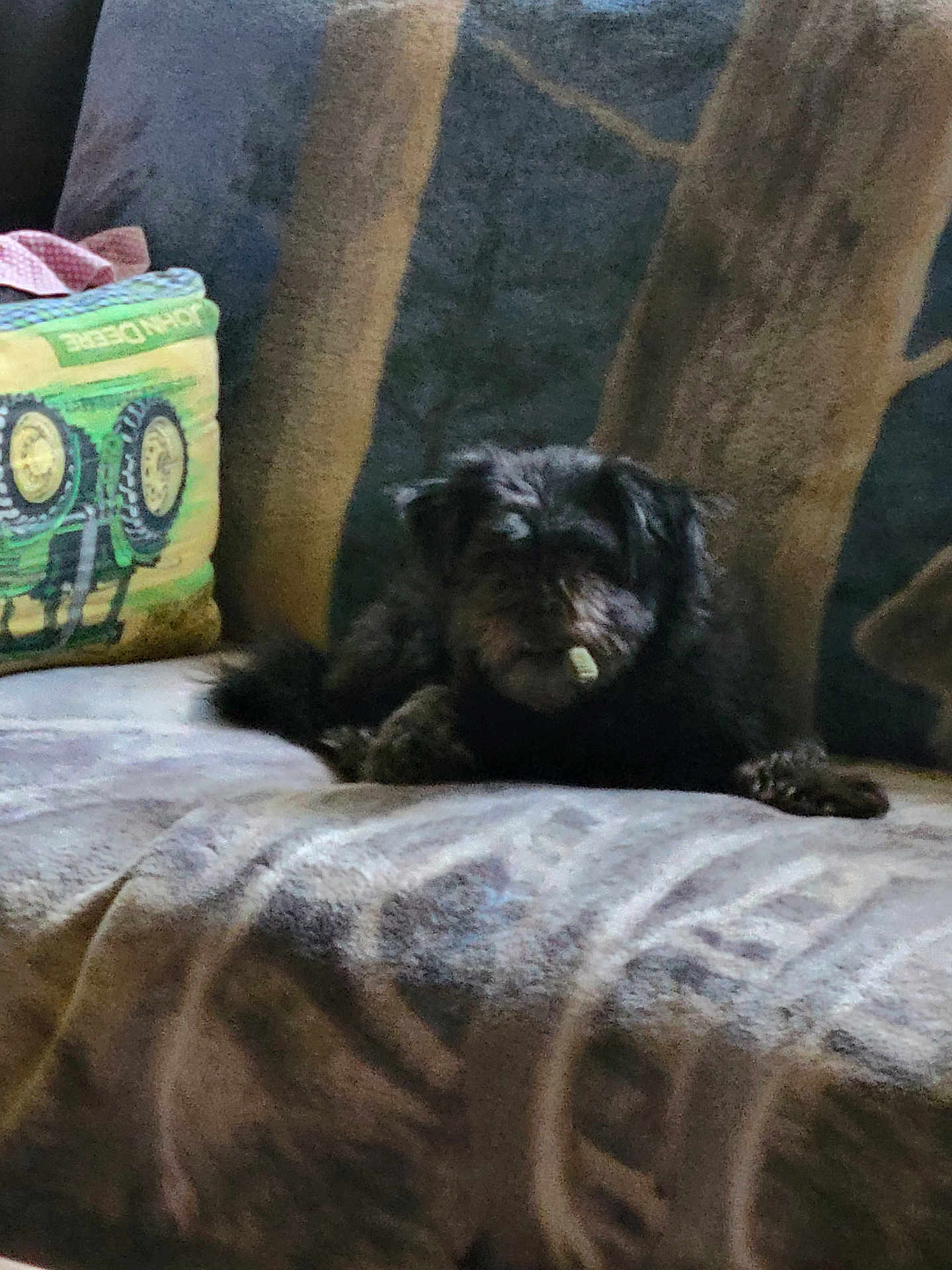 Selene Moore is registered to the contest to win money with this photo: dog, couch, pillow, indoor, pet, furniture, animal, black_dog, cozy, fabric, pattern, relaxing, small_dog, living_room, household, domestic_animal, resting, cute, toy, shadow