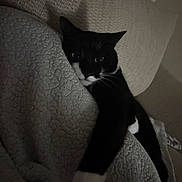 Oreo joined the competition — help win amazing prizes! cat, black_and_white, blanket, cozy, indoor, pet, feline, stretching, texture, couch, resting, paw, whiskers, cute, animal, home, relaxing, dark, shadow, curious