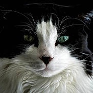Mystic a rejoint le concours — aidez-le/la à gagner de superbes lots ! cat, black_and_white, close_up, portrait, animal, feline, whiskers, green_eyes, fluffy, fur, face, pet, domestic_cat, black_background, intense_gaze, muzzle, nose, long_whiskers, ears, soft_fur