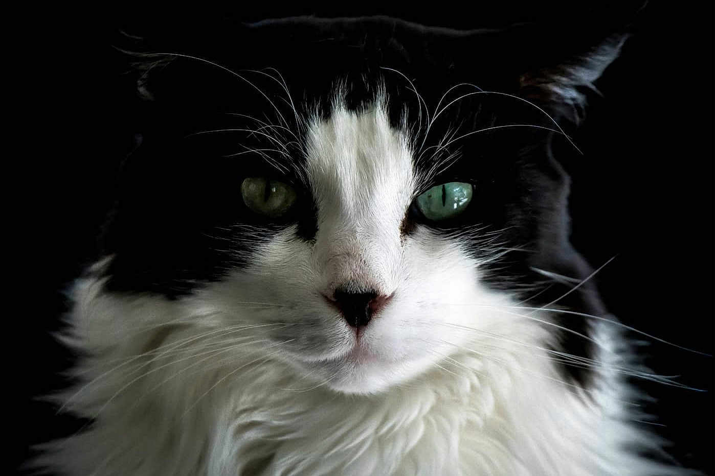 Mystic a rejoint le concours — aidez-le/la à gagner de superbes lots ! cat, black_and_white, close_up, portrait, animal, feline, whiskers, green_eyes, fluffy, fur, face, pet, domestic_cat, black_background, intense_gaze, muzzle, nose, long_whiskers, ears, soft_fur