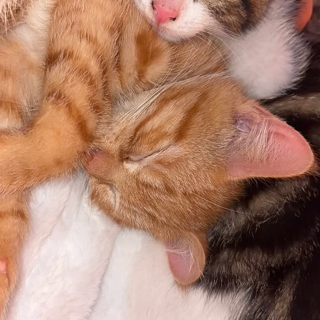 Pepper And Tango joined the competition — help win amazing prizes! adorable, animal, cat, closeup, cozy, cuddling, cute, fur, kitten, orange_cat, peaceful, pet, pink_nose, resting, sleeping, snuggling, soft, tabby, whiskers, white_fur