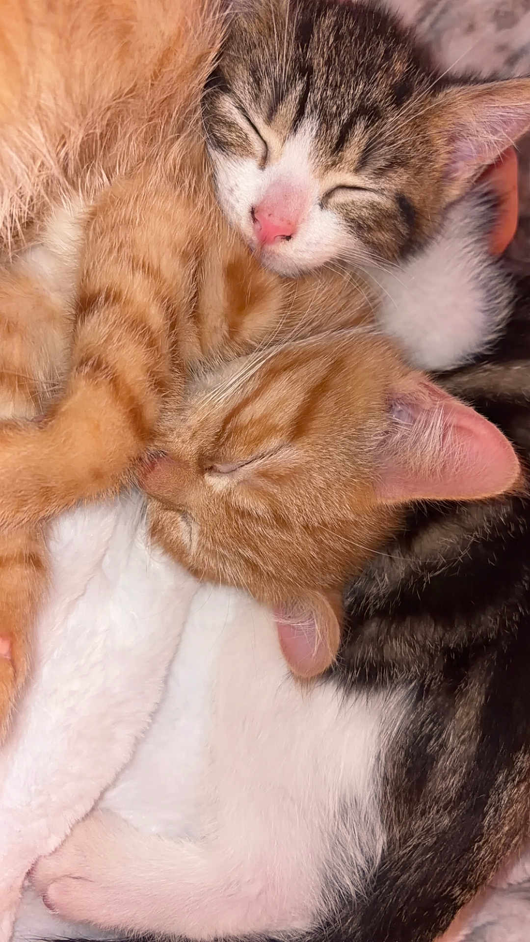 Pepper And Tango