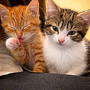 Pepper And Tango joined the competition — help win amazing prizes! kitten, cat, orange_tabby, tabby_cat, white_cat, paw, licking, cute, pet, feline, animal, closeup, indoor, young_cat, fur, whiskers, ears, sleepy, curious, companion