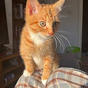 Tango is registered to the contest to win money with this photo: kitten, cat, orange_tabby, white_paws, pet, animal, indoor, sunlight, plaid, clothing, person, lap, curious, whiskers, ears, furniture, home, cozy, cute, young_cat