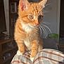 animal, cat, clothing, cozy, curious, cute, ears, furniture, home, indoor, kitten, lap, orange_tabby, person, pet, plaid, sunlight, whiskers, white_paws, young_cat