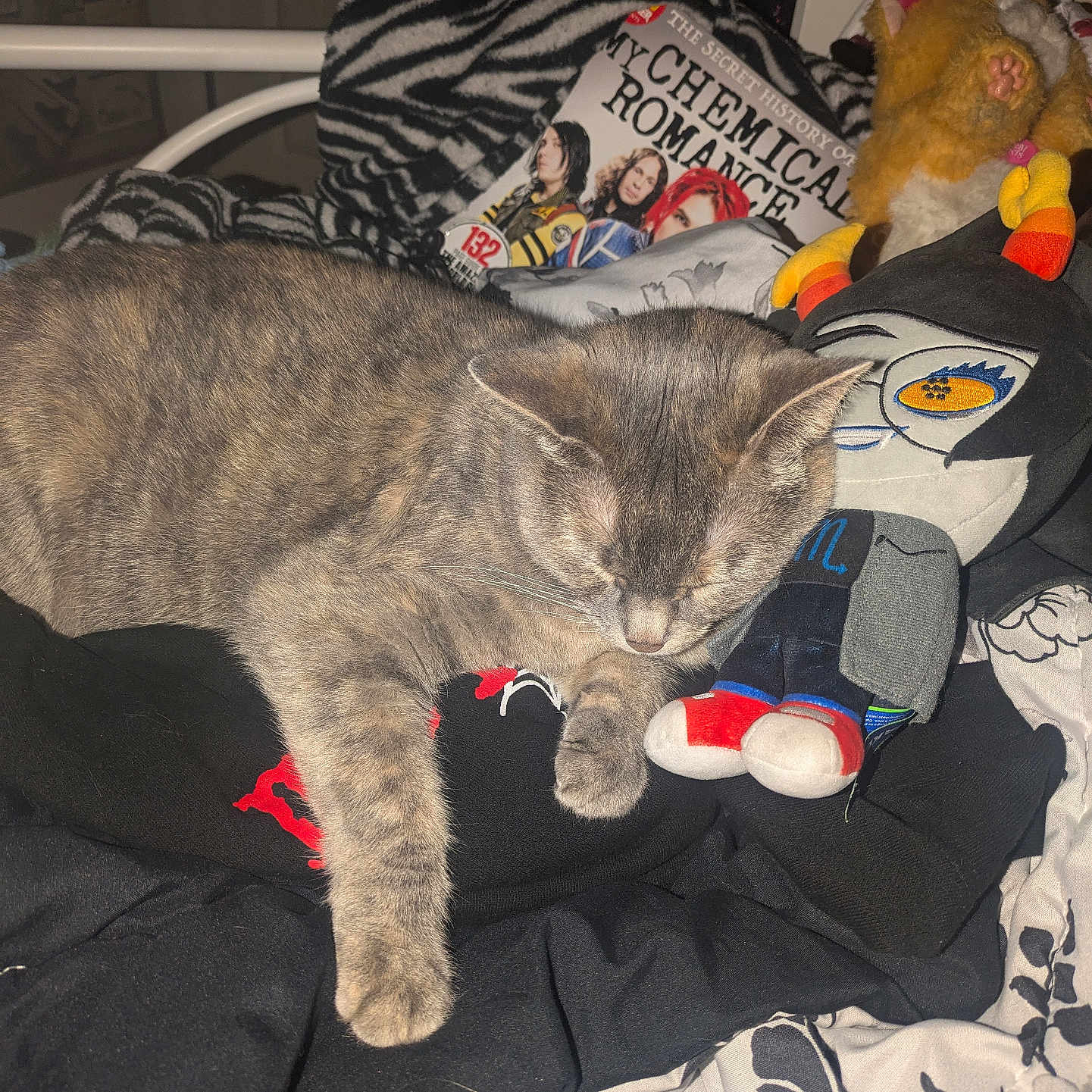 Matilda is registered to the contest to win money with this photo: cat, sleeping, plush_toy, clothing, bed, blanket, book, zebra_pattern, indoor, resting, feline, stuffed_animal, soft_toys, cozy, relaxing, cute, animal, pet, casual, home