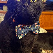 Puppy is registered to the contest to win money with this photo: cat, black_cat, bow_tie, pet, animal, indoor, yellow_eyes, feline, portrait, close_up, curious, floral, accessory, cozy, carpet, bookshelf, domestic_cat, whiskers, cute, sitting