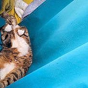 Nina participe au concours pour gagner de l'argent avec cette photo : cat, tabby_cat, sleeping, relaxed, upside_down, white_chest, whiskers, fur, pet, animal, cozy, blanket, blue, turquoise, yellow, indoor, resting, closeup, portrait, funny_pose