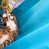 cat, tabby_cat, sleeping, relaxed, upside_down, white_chest, whiskers, fur, pet, animal, cozy, blanket, blue, turquoise, yellow, indoor, resting, closeup, portrait, funny_pose