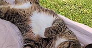 Nina participe au concours pour gagner de l'argent avec cette photo : cat, tabby_cat, sleeping, relaxed, lying_down, belly_up, fluffy, whiskers, paws, white_chest, striped_fur, pink_blanket, outdoor, garden, grass, fence, sunlight, pet, cute, portrait