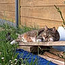 Nina participe au concours pour gagner de l'argent avec cette photo : cat, tabby, feline, animal, pet, lying_down, relaxed, green_eyes, whiskers, ears, fur, striped_fur, outdoor, garden, grass, daisies, wooden_platform, wooden_fence, backyard, blue_fabric