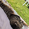 cat, tabby_cat, white_paws, sleeping, relaxed,  sprawled, pet, fur, whiskers, ears, tail, blanket, bed, lavender, outdoor, grass, yard, sunlight, patio, furniture