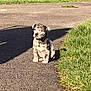 puppy, dog, sitting, outdoor, grass, path, sunlight, shadow, collar, pet, young, cute, animal, nature, daylight, spot, fur, pavement, adorable, canine