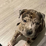 Odin a rejoint le concours — aidez-le/la à gagner de superbes lots ! puppy, dog, spotted, cute, pet, animal, indoor, floor, paw, looking_up, young, adorable, canine, fur, whiskers, ears, nose, closeup, domestic_animal, playful