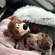 Odin participe au concours pour gagner de l'argent avec cette photo : black, blanket, brown, comfort, cozy, cute, dog, fur, indoor, pet, pink, plush_toy, puppy, resting, sleepy, snuggling, soft, teddy_bear, toy, white