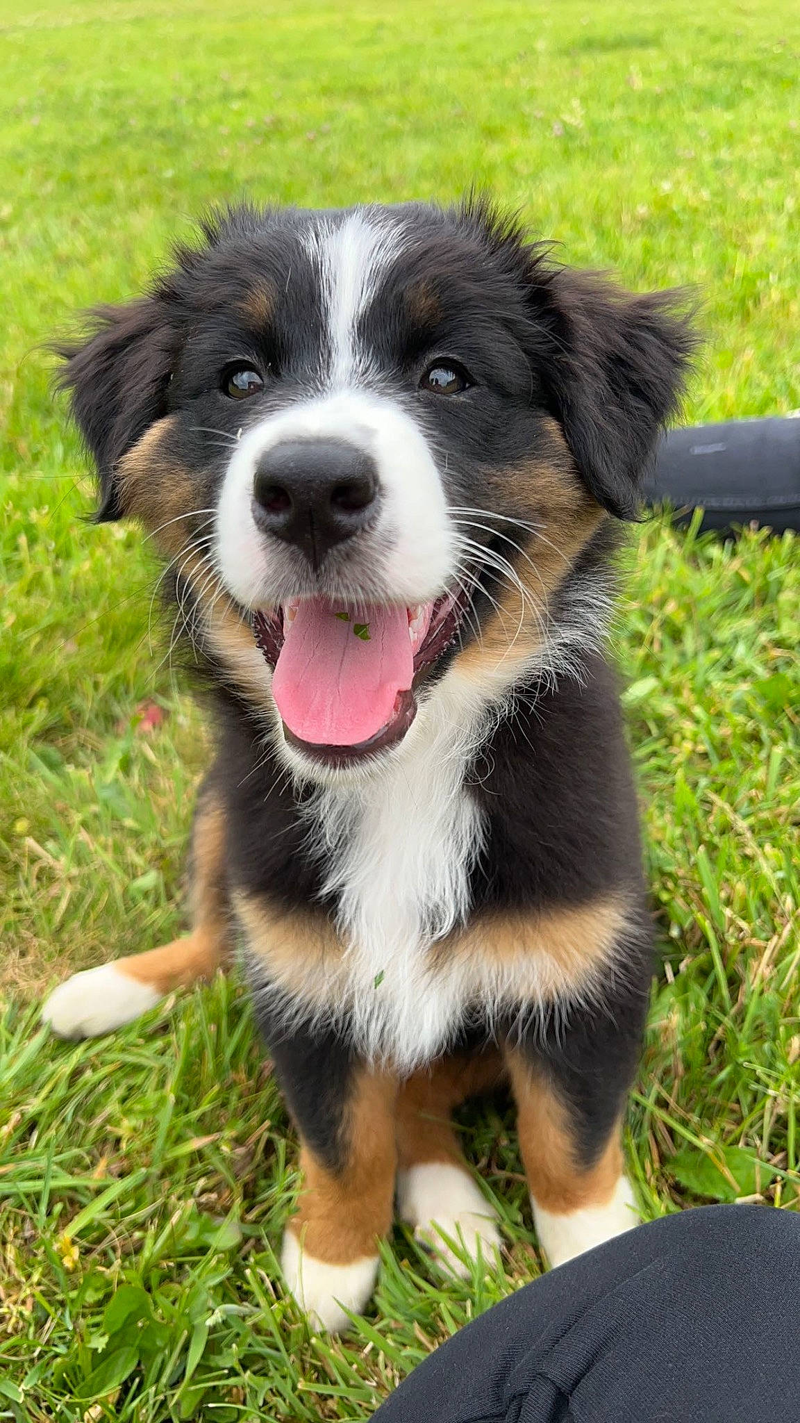 Unix participe au concours pour gagner de l'argent avec cette photo : australian_collie, border_collie, carnivore, collar, companion_dog, dog, dog_breed, grass, herding_dog, plant, snout, sporting_group, terrestrial_animal, whiskers, working_animal, working_dog