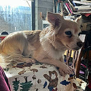 Lilo joined the competition — help win amazing prizes! animal, blinds, books, bookshelf, chair, clutter, cozy, decor, dog, ears, fluffy, fur, indoors, pet, resting, small_dog, sunlight, table, tablecloth, window