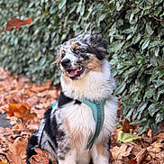 Ares participe au concours pour gagner de l'argent avec cette photo : dog, autumn, leaves, outdoor, nature, pet, happy, fur, greenery, sitting, fall, canine, animal, leaf, season, portrait, harness, smiling, cute, background