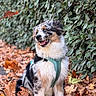 dog, autumn, leaves, outdoor, nature, pet, happy, fur, greenery, sitting, fall, canine, animal, leaf, season, portrait, harness, smiling, cute, background