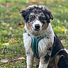 Ares participe au concours pour gagner de l'argent avec cette photo : dog, puppy, australian_shepherd, grass, outdoor, nature, pet, animal, fur, canine, young, sitting, green, leaf, harness, cute, portrait, eyes, ears, snout