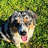 Ares a rejoint le concours — aidez-le/la à gagner de superbes lots ! dog, australian_shepherd, merle_coat, tongue_out, grass, outdoor, sunlight, pet, animal, happy, canine, nature, fur, ears, eyes, tongue, closeup, portrait, playful, summer