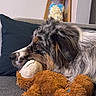 dog, plush_toy, monkey_toy, couch, pillow, indoor, pet, resting, fur, close_up, side_view, cozy, home, decor, shelf, soft_toy, animal, relaxed, cute, companion