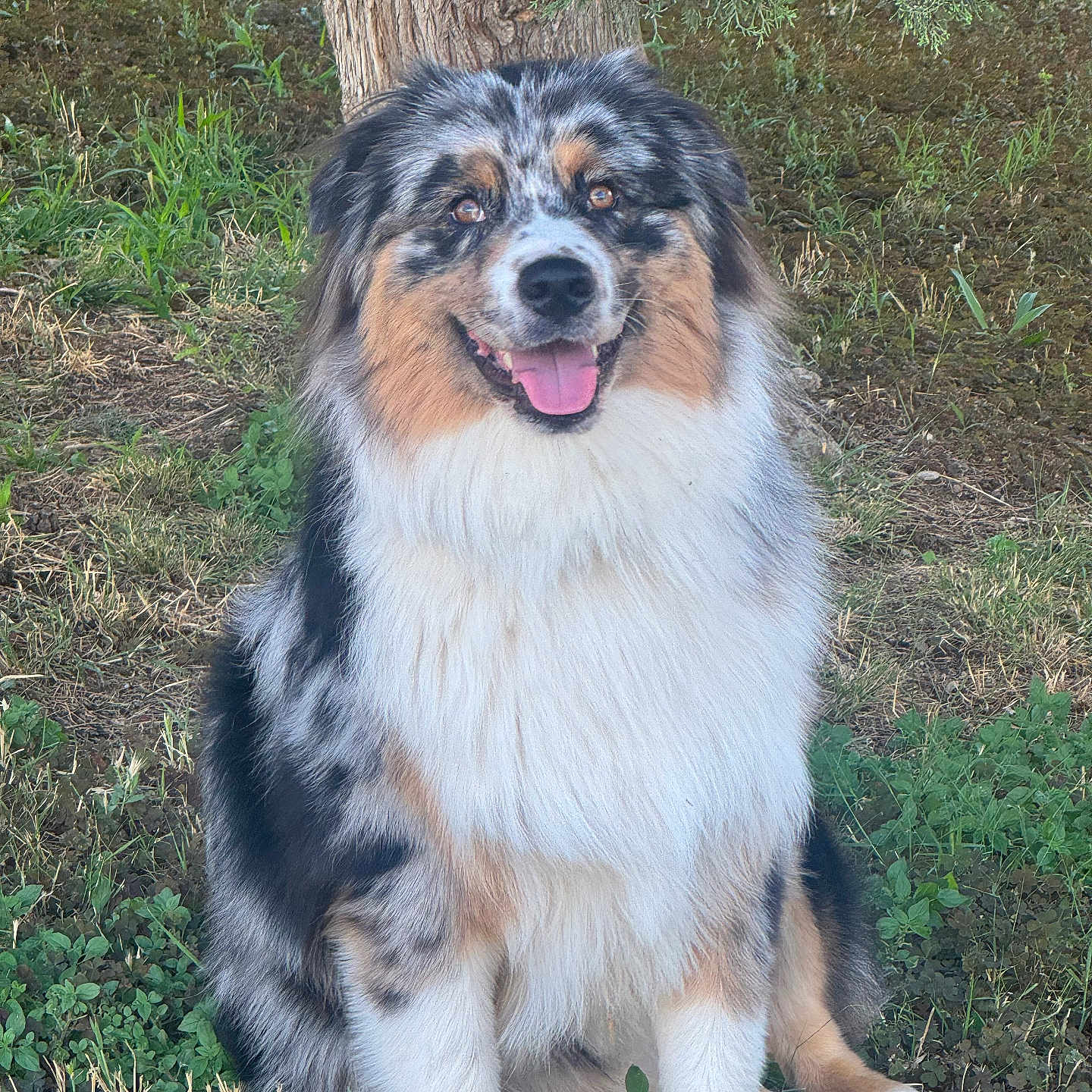 Ares a rejoint le concours — aidez-le/la à gagner de superbes lots ! dog, australian_shepherd, outdoor, grass, tree, happy, tongue_out, sitting, fur, pet, animal, canine, nature, smiling, brown_eyes, black_white_tan, fluffy, portrait, mammal, friendly