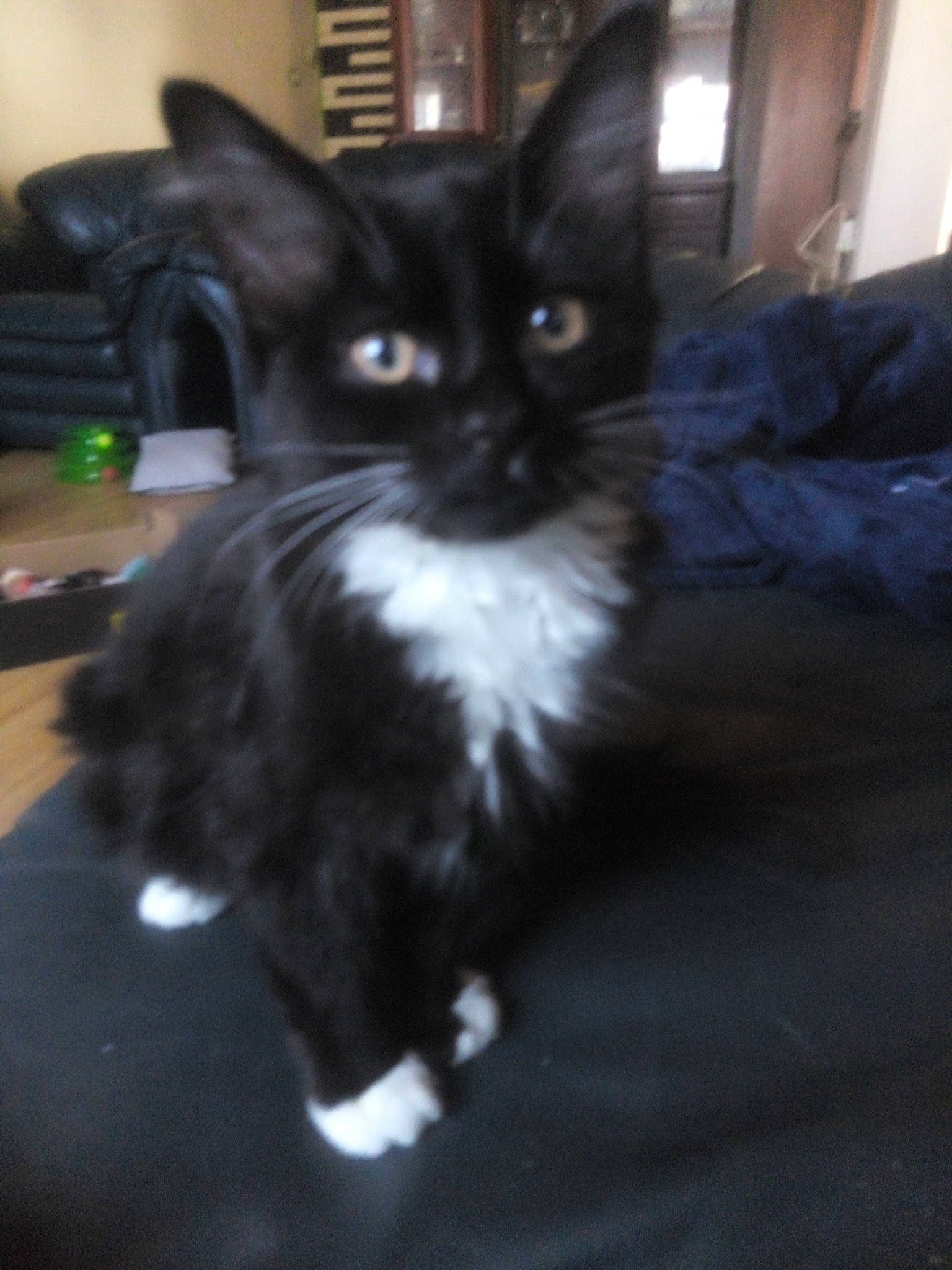 Melvin joined the competition — help win amazing prizes! black_cat, carnivore, cat, claw, darkness, domestic_short_haired_cat, felidae, flooring, formal_wear, fur, hardwood, paw, small_to_medium_sized_cats, snout, tail, terrestrial_animal, whiskers, window