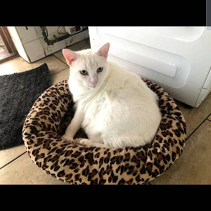 Snowey joined the competition — help win amazing prizes! bedding, carnivore, cat, cat_supply, comfort, domestic_short_haired_cat, felidae, flooring, fur, linens, paper_towel, paw, plant, rectangle, small_to_medium_sized_cats, snout, square, tail, whiskers, white