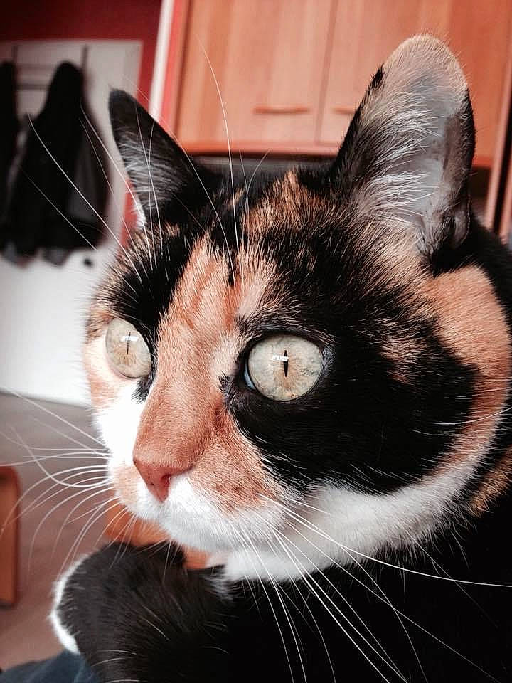 Caline a rejoint le concours — aidez-le/la à gagner de superbes lots ! carnivore, cat, comfort, domestic_short_haired_cat, ear, felidae, fur, paw, small_to_medium_sized_cats, snout, tail, whiskers, window