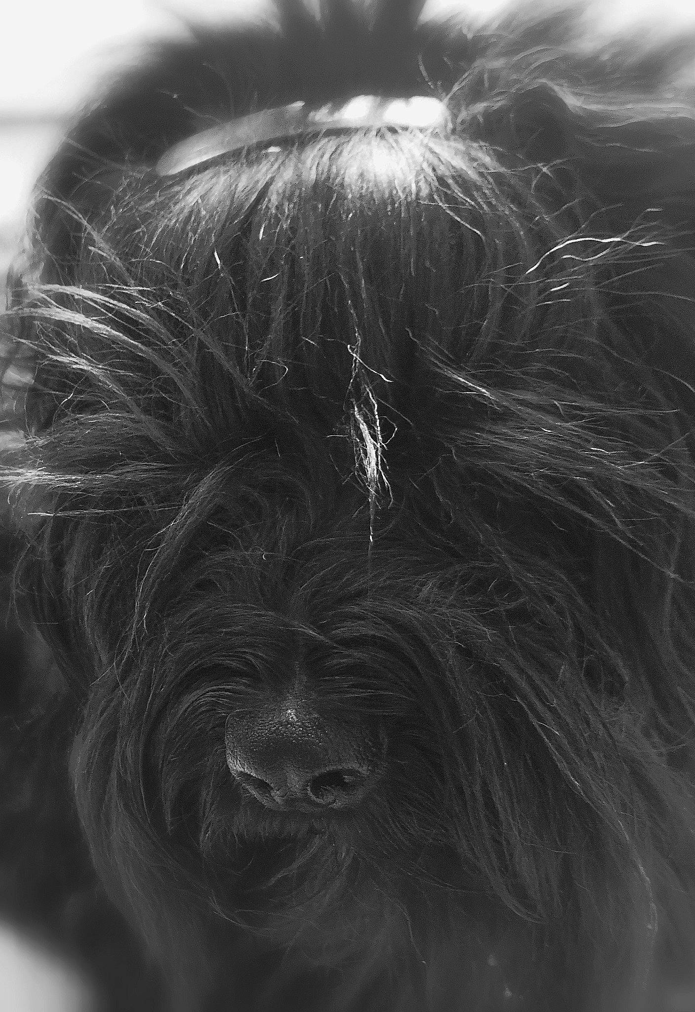 Marley participe au concours pour gagner de l'argent avec cette photo : affenpinscher, black, black_and_white, briard, canidae, carnivore, close_up, dog, eye, fur, hair, monochrome, monochrome_photography, nose, snout