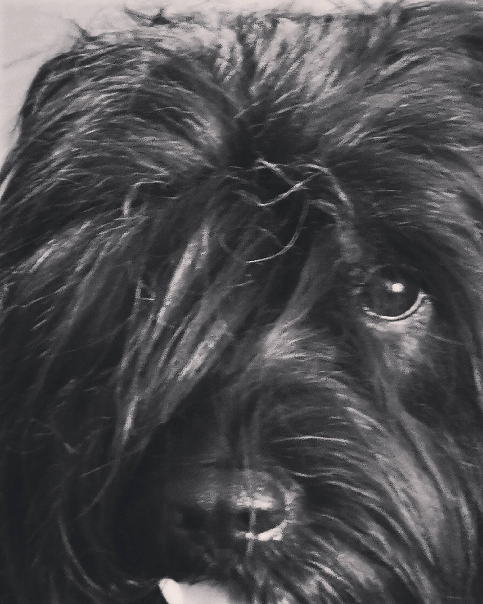 Marley participe au concours pour gagner de l'argent avec cette photo : affenpinscher, bergamasco_shepherd, black_russian_terrier, briard, canidae, cao_da_serra_de_aires, carnivore, catalan_sheepdog, dog, dog_breed, giant_schnauzer, labradoodle, mammal, portuguese_water_dog, schapendoes, schnoodle, sporting_group, terrier, tibetan_terrier, vertebrate