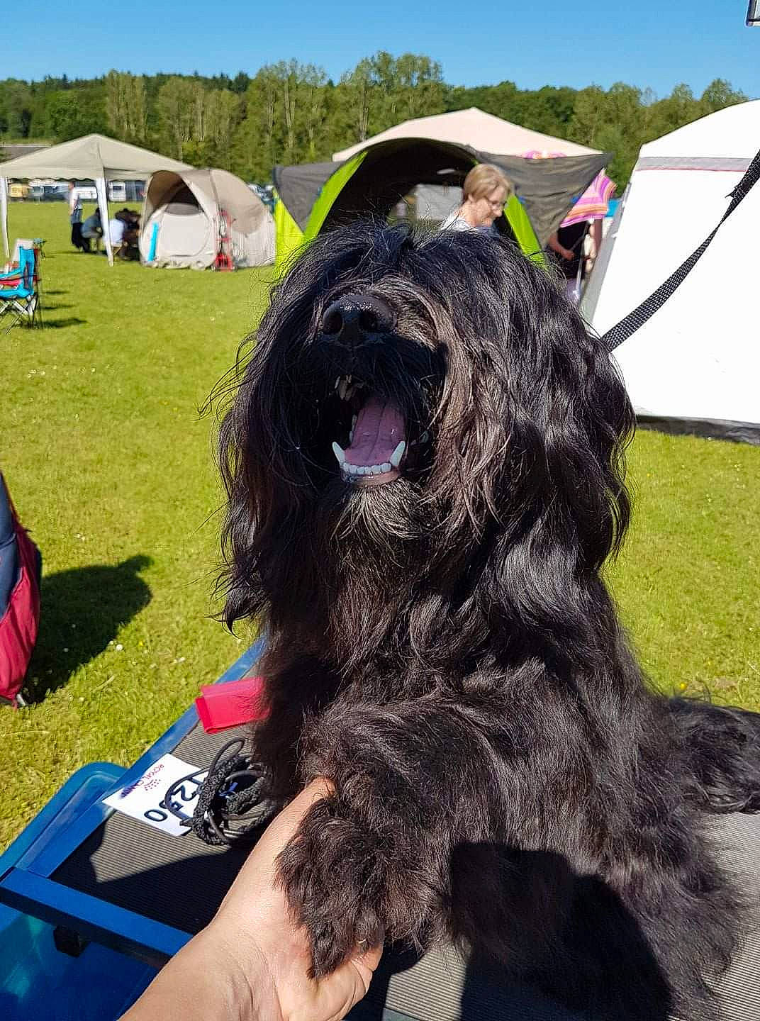 Marley a rejoint le concours — aidez-le/la à gagner de superbes lots ! black_russian_terrier, briard, canidae, cao_da_serra_de_aires, carnivore, catalan_sheepdog, dog, dog_breed, mammal, schapendoes, sporting_group, terrier, tibetan_terrier