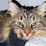 Hercules joined the competition — help win amazing prizes! cat, tabby, fluffy, close_up, yellow_eyes, whiskers, fur, pet, animal, portrait, resting, cozy, blanket, indoor, cute, feline, face, ears, soft, relaxed