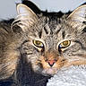 cat, tabby, fluffy, close_up, yellow_eyes, whiskers, fur, pet, animal, portrait, resting, cozy, blanket, indoor, cute, feline, face, ears, soft, relaxed