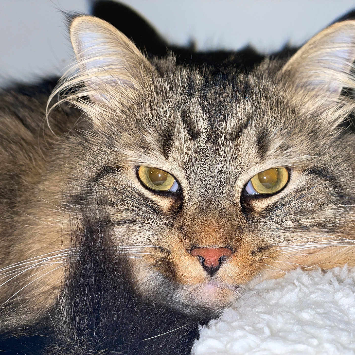 Hercules joined the competition — help win amazing prizes! cat, tabby, fluffy, close_up, yellow_eyes, whiskers, fur, pet, animal, portrait, resting, cozy, blanket, indoor, cute, feline, face, ears, soft, relaxed
