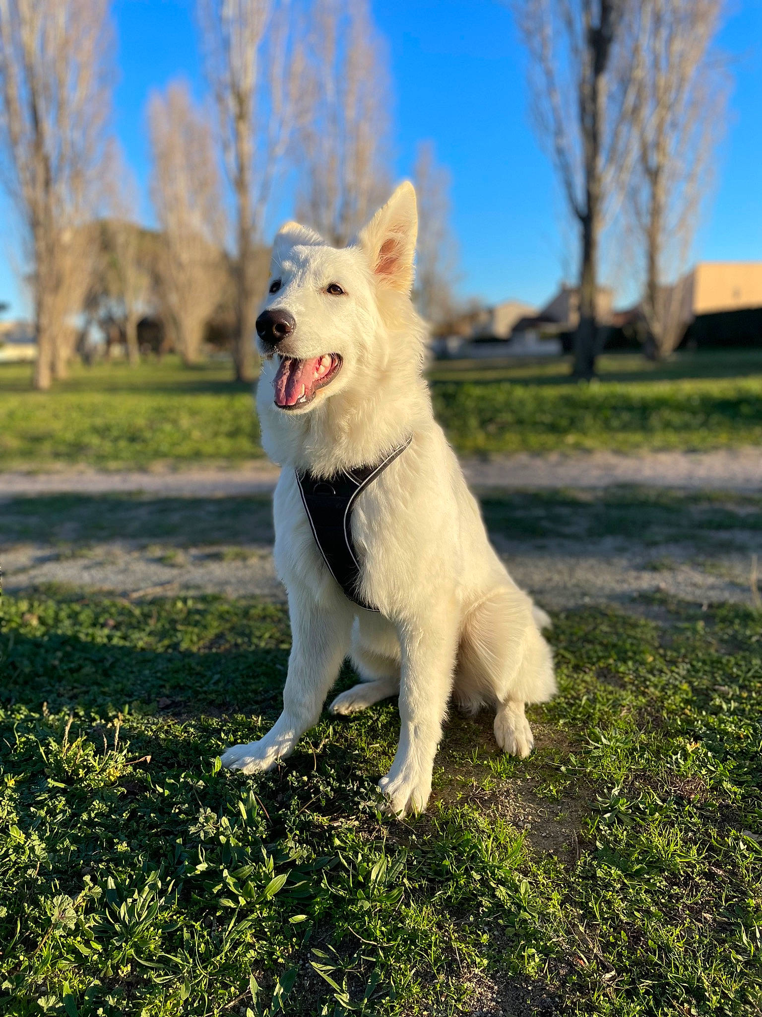 Snow participe au concours pour gagner de l'argent avec cette photo : american_eskimo_dog, carnivore, collar, companion_dog, dog, dog_breed, dog_supply, fang, fawn, grass, happy, indian_spitz, kintamani, plant, sky, spitz, sporting_group, tail, tree, whiskers