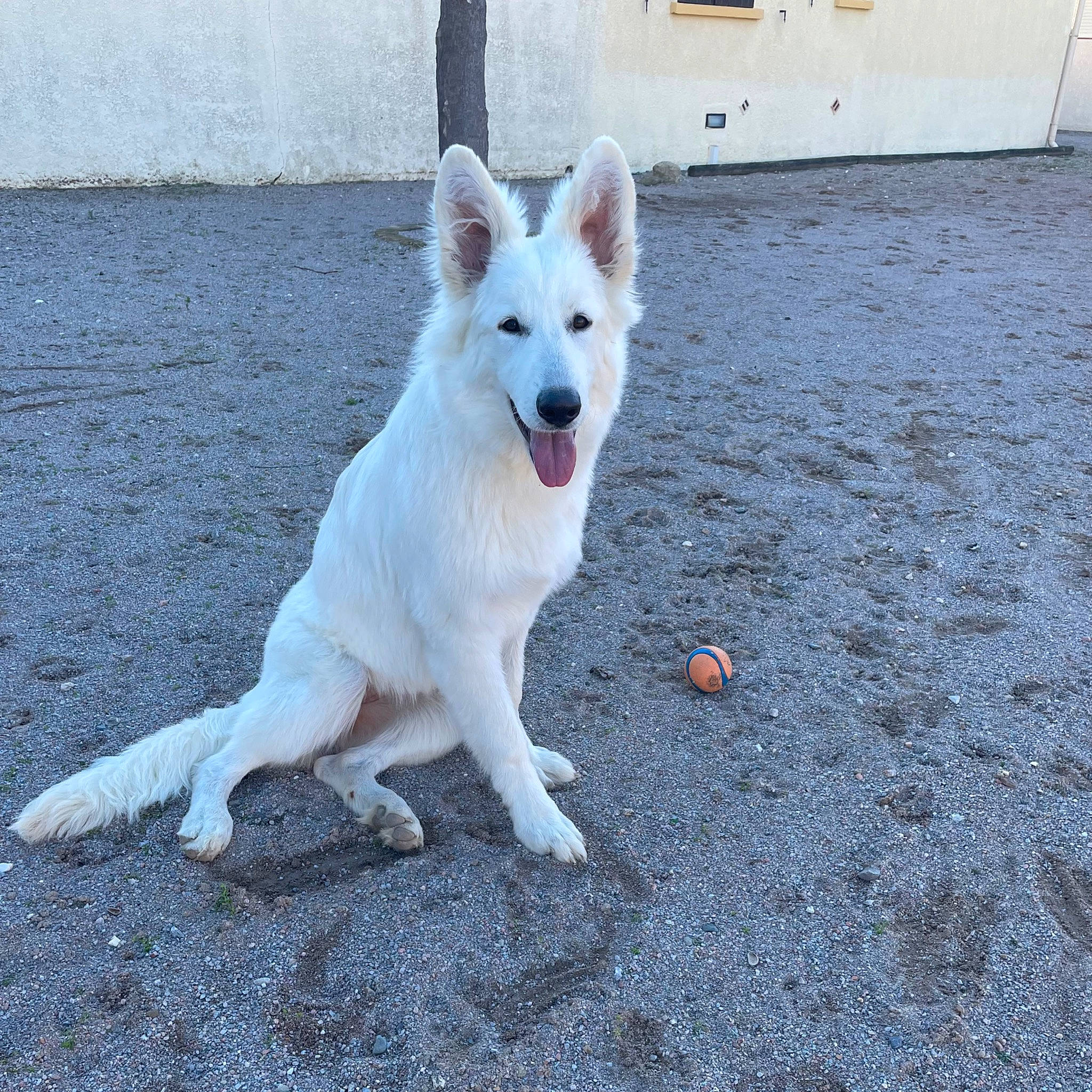 Snow participe au concours pour gagner de l'argent avec cette photo : ancient_dog_breeds, canidae, carnivore, companion_dog, dog, dog_breed, door, non_sporting_group, road_surface, snout, sporting_group, tail, working_dog
