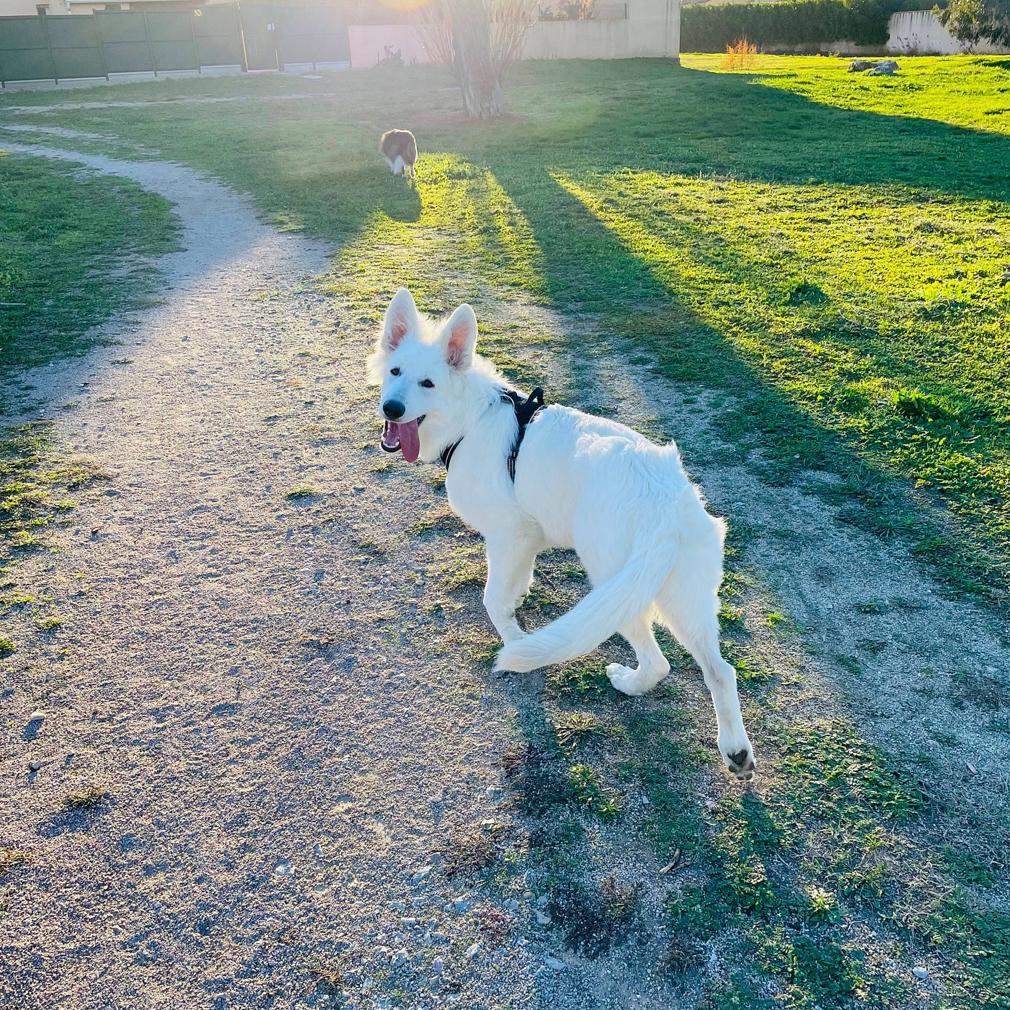 Snow a rejoint le concours — aidez-le/la à gagner de superbes lots ! asphalt, canidae, carnivore, collar, companion_dog, dog, dog_breed, fawn, grass, landscape, lawn, morning, plant, road_surface, shadow, sporting_group, sunlight, tail, tree, working_animal