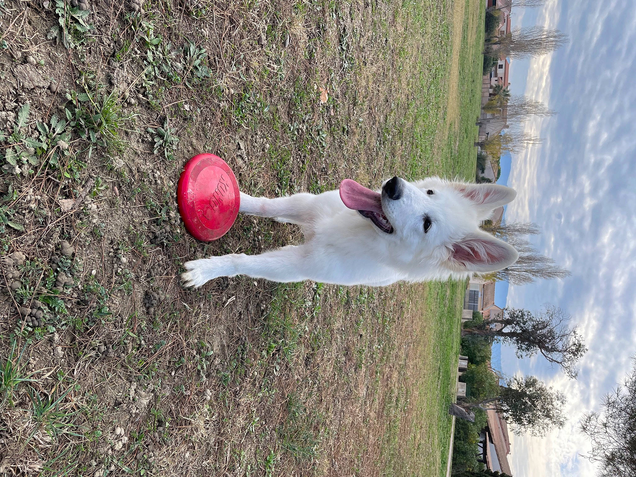 Snow a rejoint le concours — aidez-le/la à gagner de superbes lots ! ball, canidae, carnivore, cloud, companion_dog, dog, dog_breed, fun, grass, leisure, people_in_nature, plant, recreation, sky, sporting_group, sports_equipment, tail, toy, tree, water