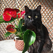 Tibou participe au concours pour gagner de l'argent avec cette photo : animal, black_cat, cat, decor, domestic_cat, fur, green_leaves, home, indoor, lattice, nature, pet, plant, potted_plant, red_flower, shadow, sunlight, table, whiskers, yellow_eyes