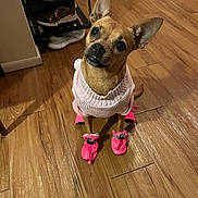 Tiny joined the competition — help win amazing prizes! dog, small_dog, brown_dog, pink_sweater, pink_booties, wooden_floor, indoor, shoe_rack, sneakers, pet_clothing, cute_pet, head_tilt, attentive, puppy_eyes, domestic_animal, flooring, home_interior, animal_portrait, pet_accessories, canine