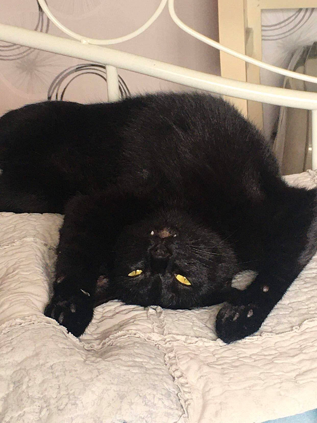 Bagheera participe au concours pour gagner de l'argent avec cette photo : bed, black_cat, bombay, carnivore, cat, cat_supply, claw, comfort, dog_breed, domestic_short_haired_cat, felidae, fur, nap, paw, pet_supply, small_to_medium_sized_cats, snout, tail, terrestrial_animal, whiskers