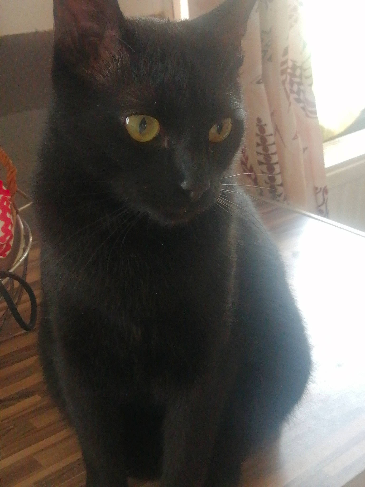 Bagheera participe au concours pour gagner de l'argent avec cette photo : black_cat, carnivore, cat, claw, domestic_short_haired_cat, felidae, flooring, fur, grey, havana_brown, small_to_medium_sized_cats, snout, tail, terrestrial_animal, whiskers