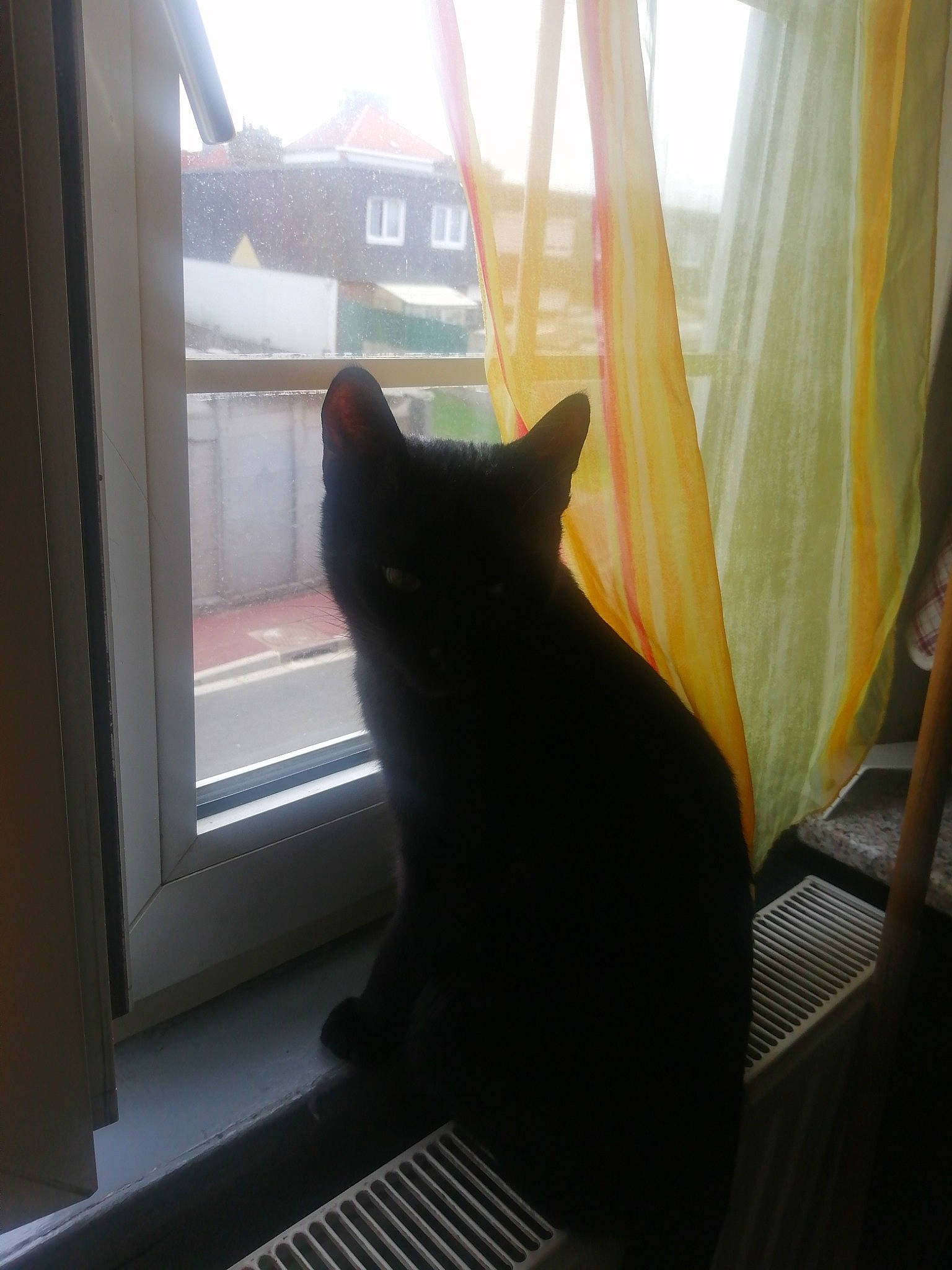 Bagheera participe au concours pour gagner de l'argent avec cette photo : black_cat, carnivore, cat, comfort, curtain, felidae, glass, interior_design, plant, shade, small_to_medium_sized_cats, snout, sunlight, tail, tints_and_shades, whiskers, window, window_covering, window_treatment, wood